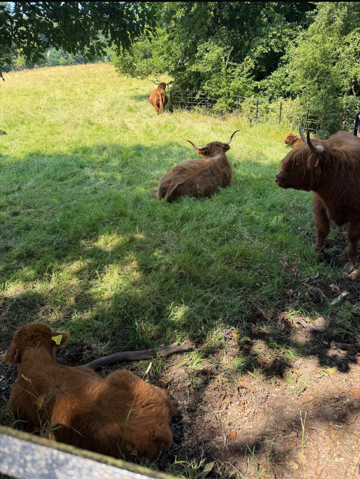 Highland cattle on a countryside trip