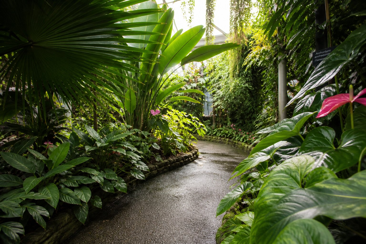 Lush plants along a path in a tropical greenhouse