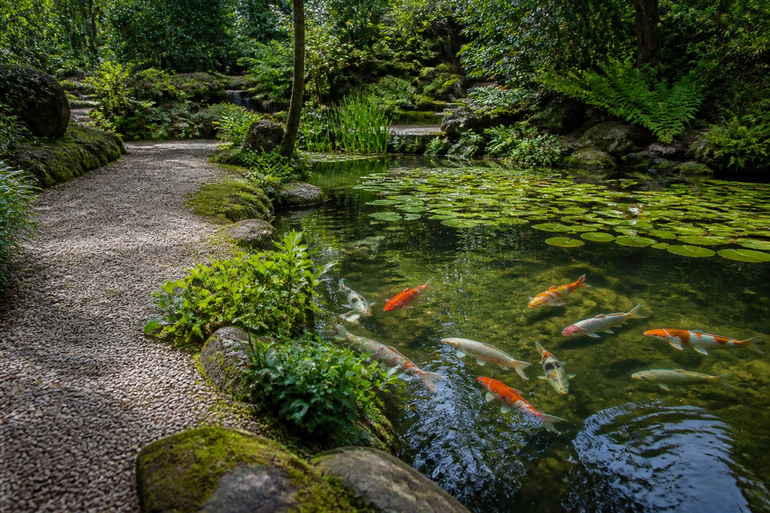 Colourful koi fish in a garden pond